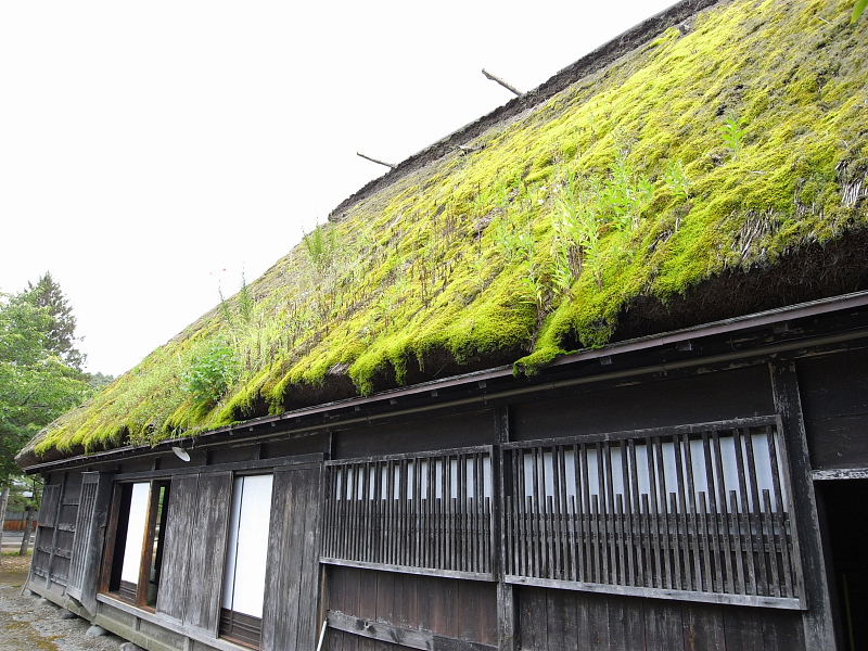 宝蔵寺屋根草1